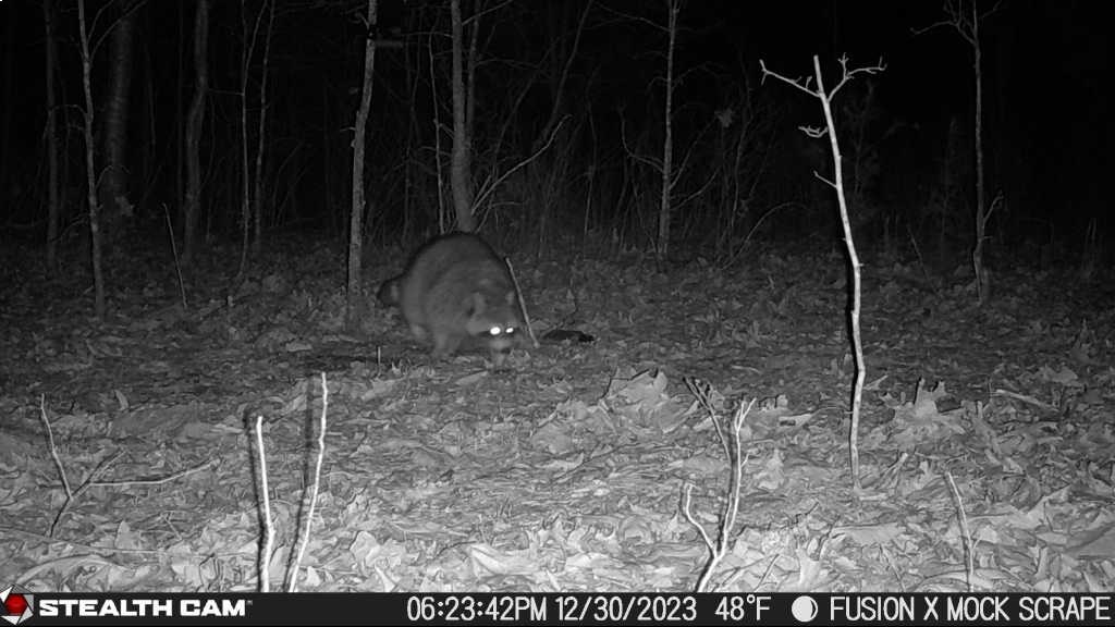 Calling Raccoons with Electronic Calls | Mossy Oak